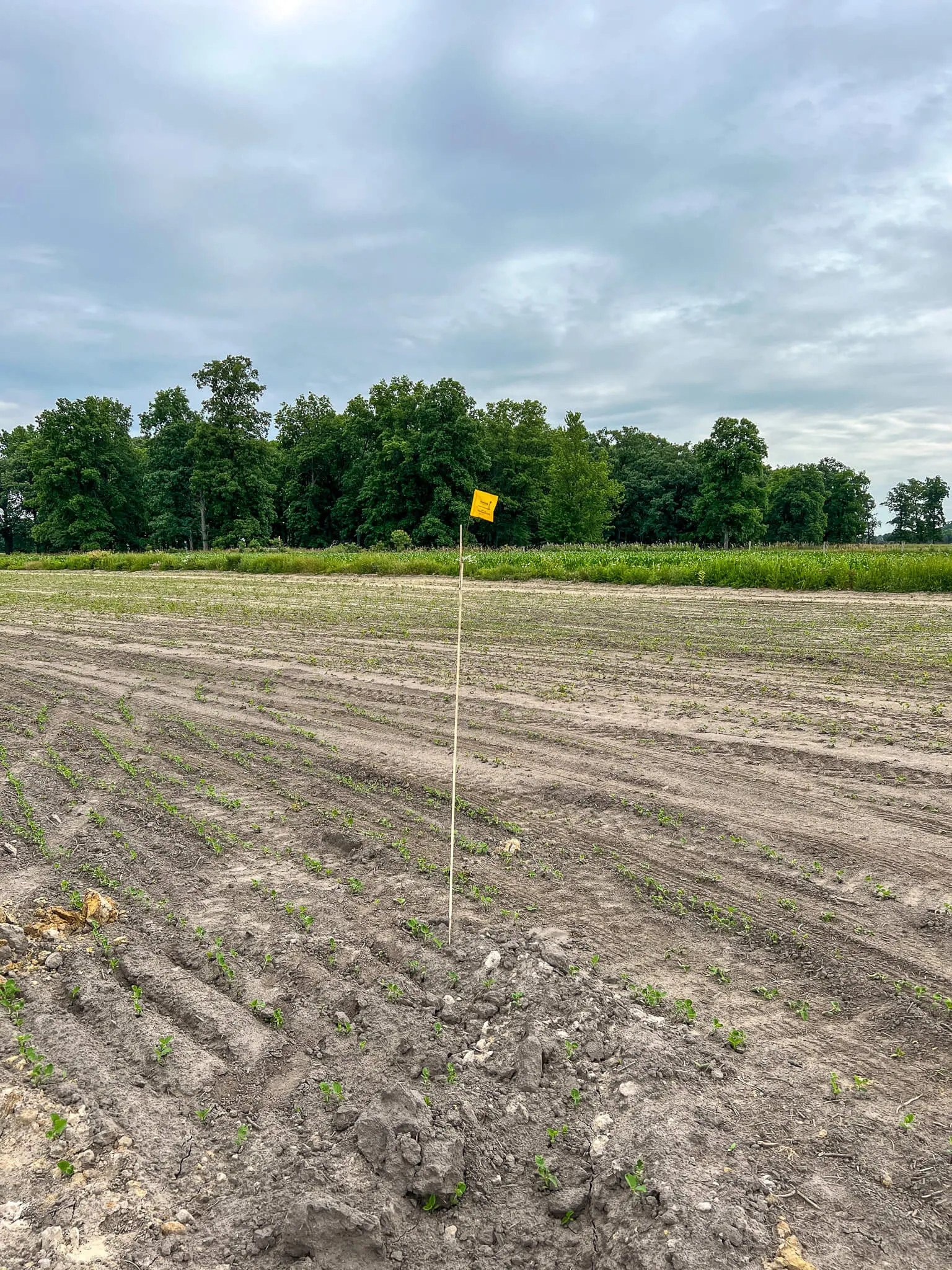 Marking a drain tile line through a farm field